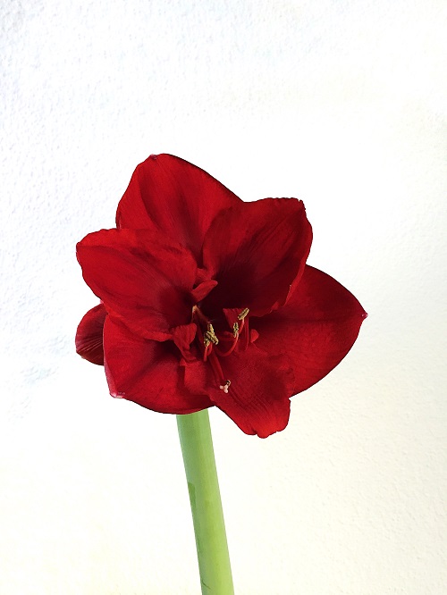 Amaryllis verblüht was nun? Housesafari, Einrichtungs