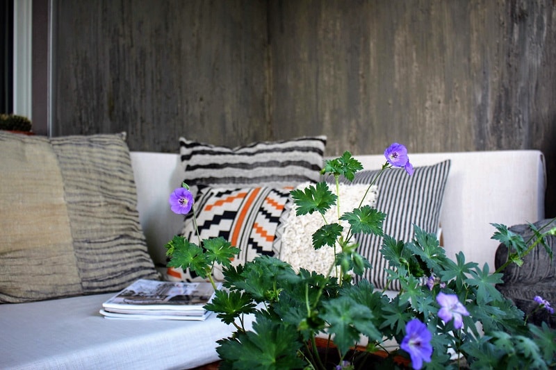 geranium-für-deinen-balkon-housesafari-wohnblog