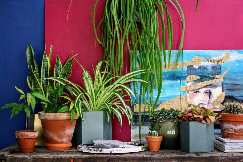 Der Zimmerpflanzen Trend – Urban Jungle