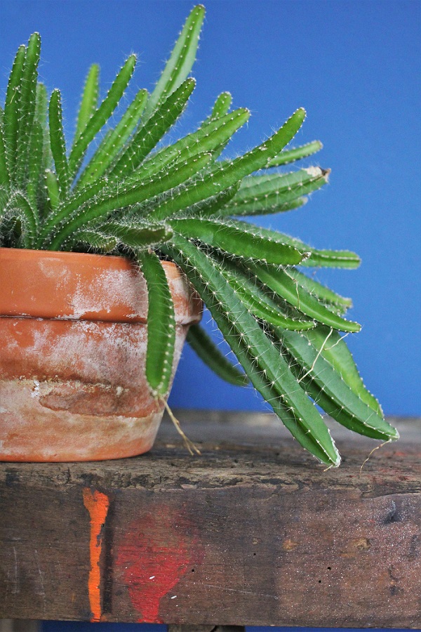 Design Objekt Kaktus - ein anhaltener Trend, Housesafari Wohnblog