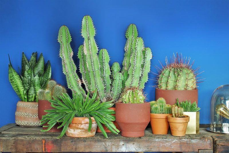 Design Objekt Kaktus - ein anhaltener Trend, Housesafari Wohnblog