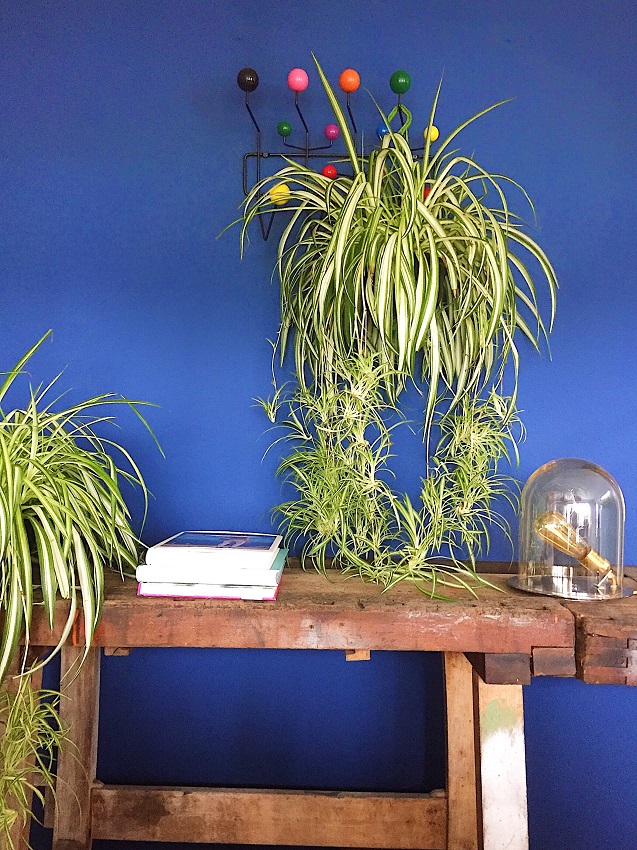 Pflanzen als Kunstobjekt, Housesafari Wohnblog